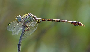 Green Hooktail - Paragomphus genei2 © John Muddeman